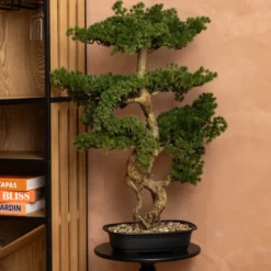 Sztuczne drzewko Bonsai POLIN, czarna ceramiczna donica, 72 x 36 x 86 cm